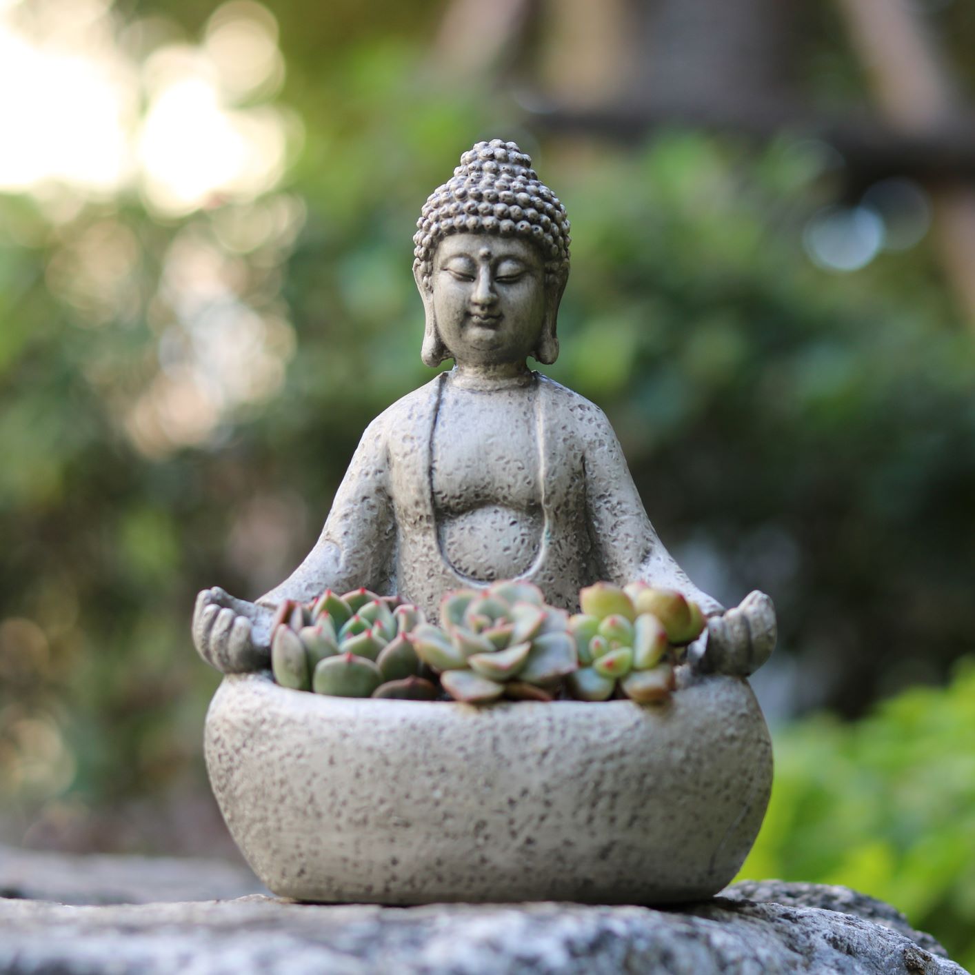 Pot Tanaman Sukulen Buddha Med - Succulent Planter Pot ulasan dan harga
